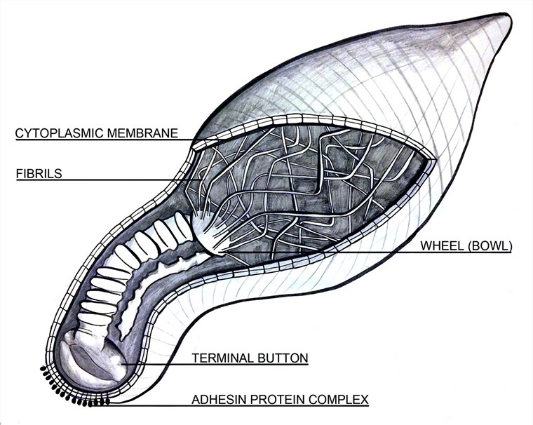 A longitudinal schematic depicting the cellular architecture of M. pneumonia.