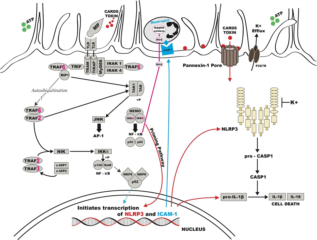 Possible schematic for the pathogenesis of human M. pneumoniae. 