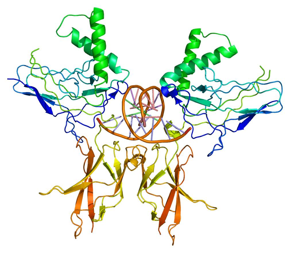 Predicting 3D structure of the NFKB2 protein. Based on PyMOL rendering of PDB 1a3q.