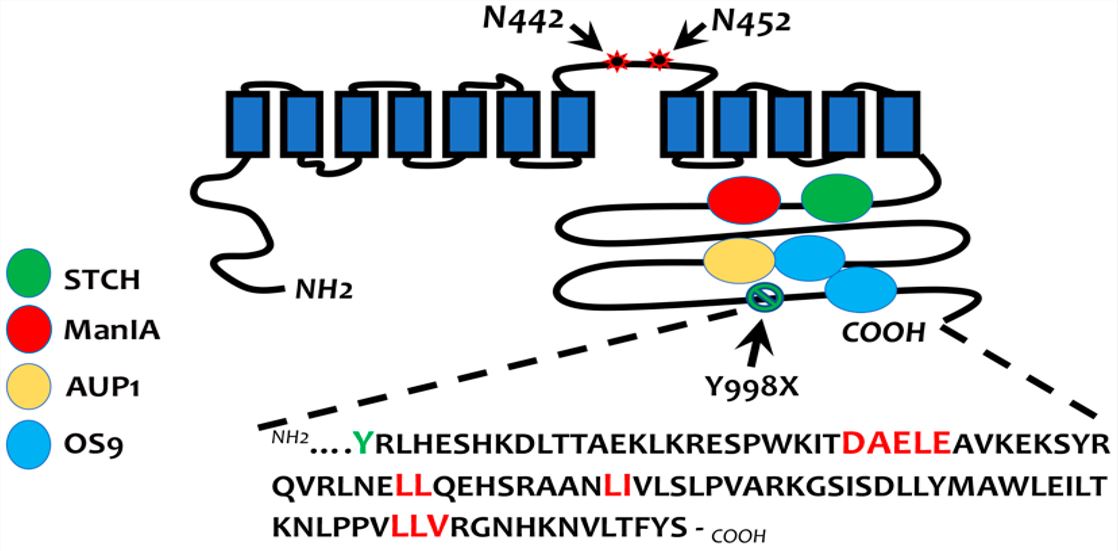 Sorting signals and binding partners of NKCC2 at the ER.