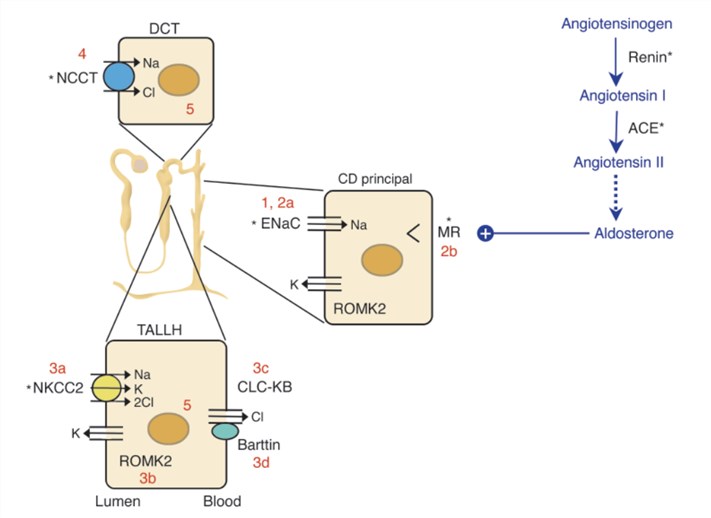 The renin-angiotensin-aldosterone axis and molecular pathways of sodium reabsorption in the nephron.