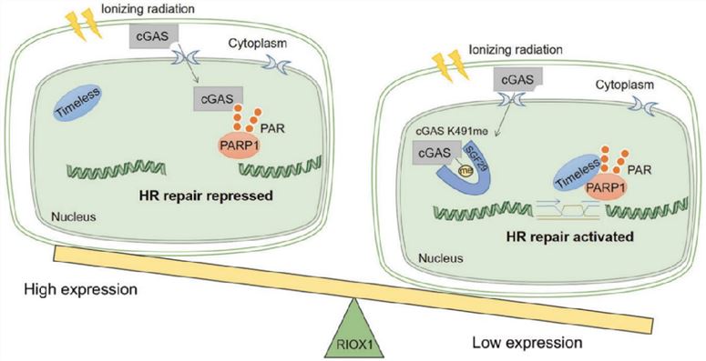 Schematic of RIOX1 (NO66)-mediated repression of homologous recombination repair.