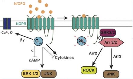 Summary of NOP receptor signaling.