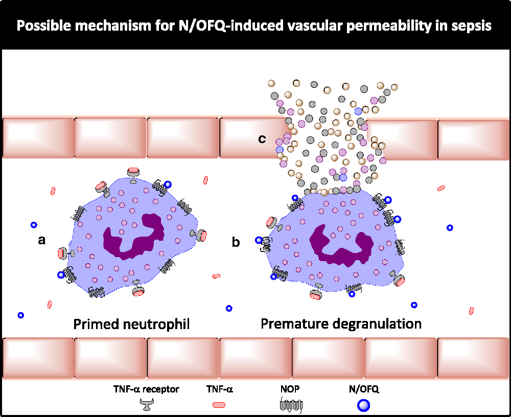 Hypothetical mechanism of nociceptin/ orphanin FQ (N/OFQ)-induced vascular permeability.