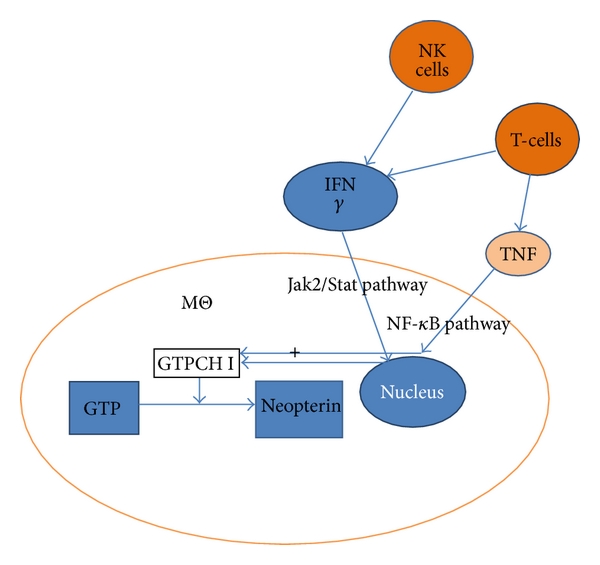 Neopterin in Diagnosis and Monitoring of Infectious Diseases.
