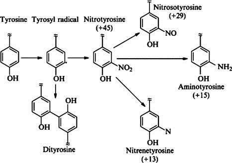 Production of dityrosine and nitrotyrosine. Nitrotyrosine is proven to be an indicator of inflammation and nitric oxide generation.