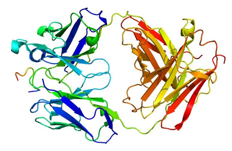 Fig.1 Osteopontin structure. (https://commons.wikimedia.org/wiki/File:Protein_SPP1_PDB_3CXD.png)