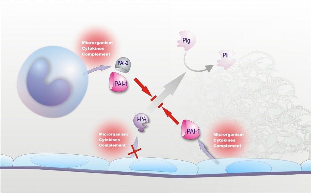 A schematic diagram of fibrinolysis suppression in sepsis. (Semeraro, et al., 2010)