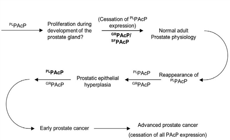 Fig.1 The possible role of PAcP conformers in the natural history of prostate cancer.