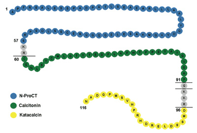 Fig.1 Procalcitonin.