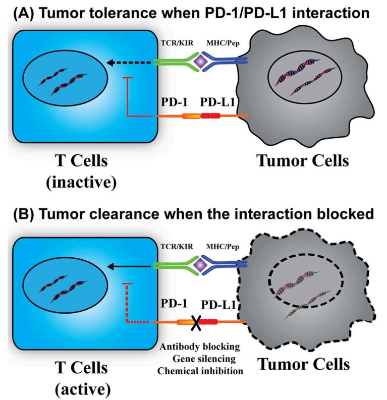 Immunotherapy based on PD-1/PD-L1 interaction.