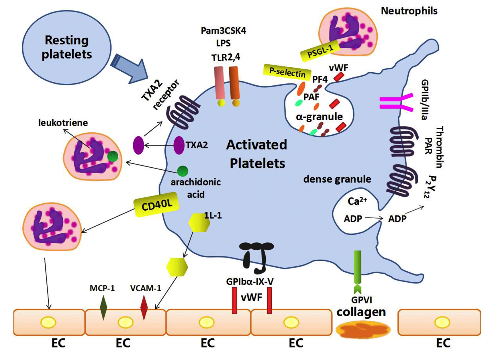 Fig.1 The mechanisms and inflammatory responses of platelet activation in sepsis.