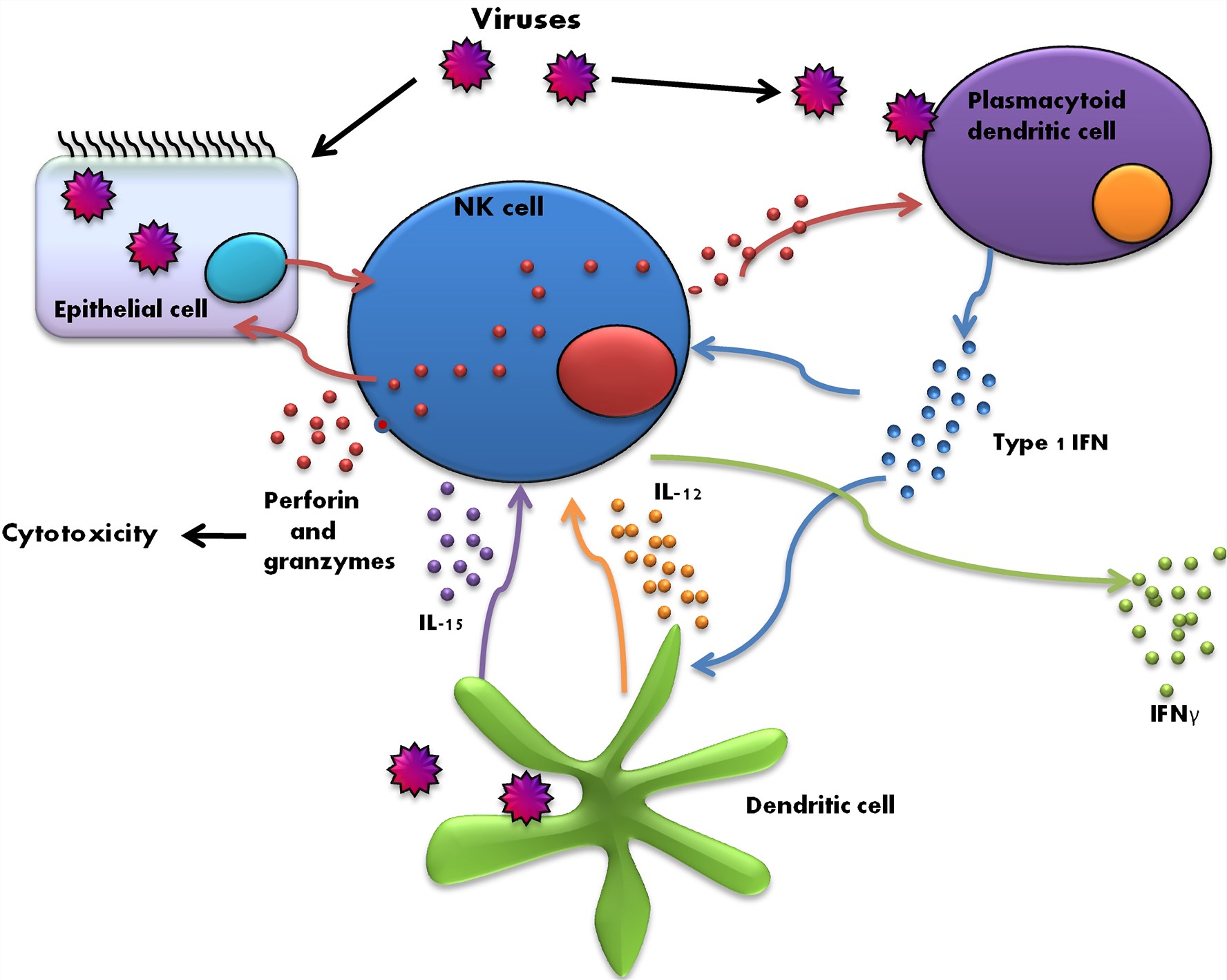 Activation of NK, dendritic cells and soluble molecules during virus infection.