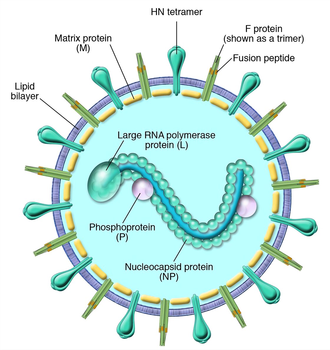 A schematic diagram of the parainfluenza virion. 