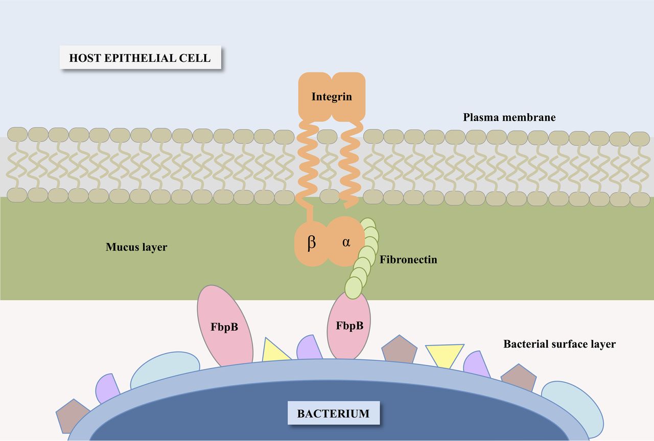 Schematic of the proposed interaction between FbpB and the bacterial cell surface, extracellular fibronectin, and mucin of epithelial cells.