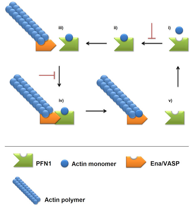 Schematic representation of the PFN1 mechanism of action and how it can be disrupted by missense mutations.