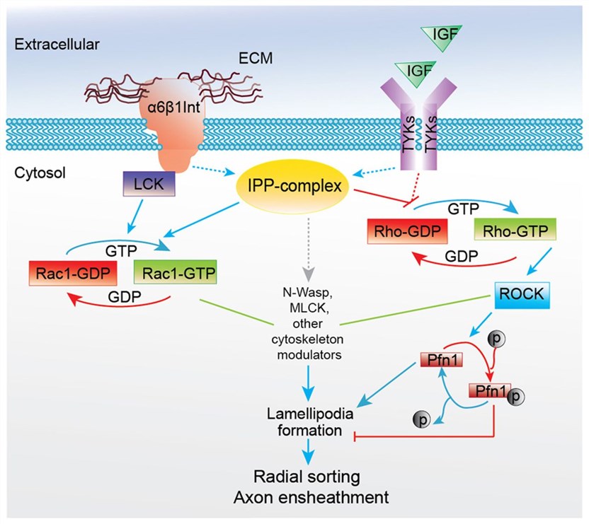 Integrated scheme of functional signaling mechanisms mediating radial lamellipodia formation and myelination downstream of the IPP complex and of β1 integrin.