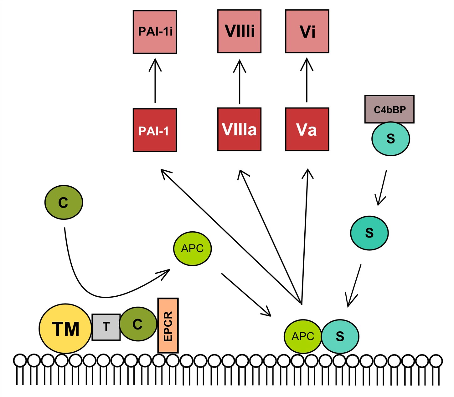 Protein C anticoagulant pathway. (From Wikipedia: By I, Mrug, https://commons.wikimedia.org/wiki/File:Protein_C_anticoagulant_pathway_2.svg)