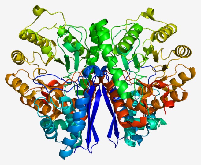 Structure of the S100β protein.