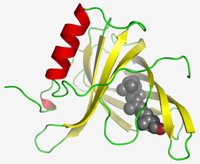 Structure of RBP4.