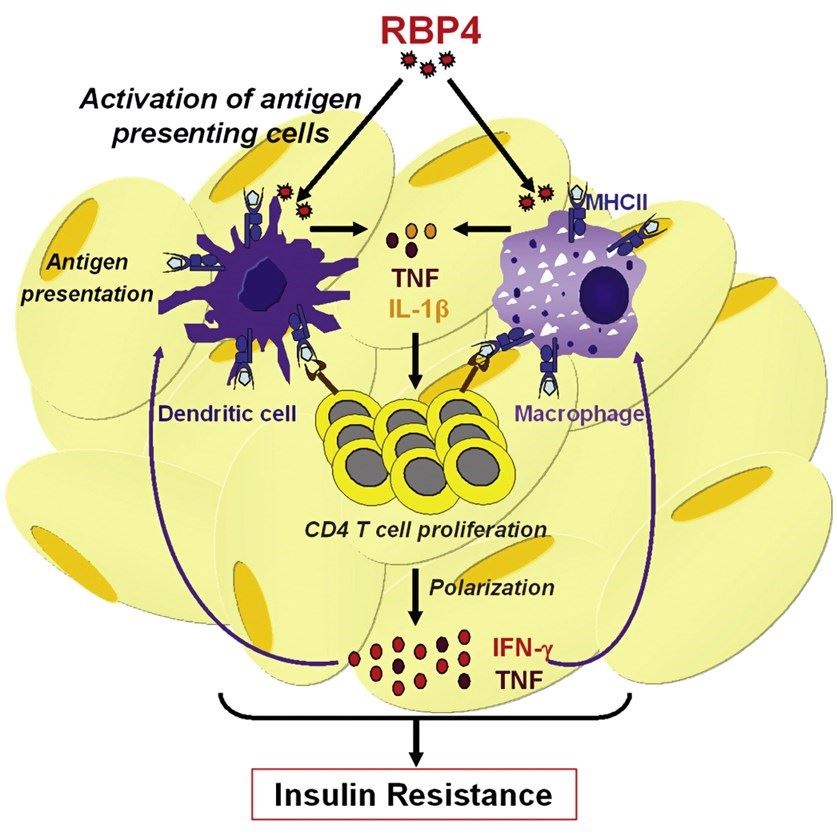 RBP4 activates antigen-presenting cells.