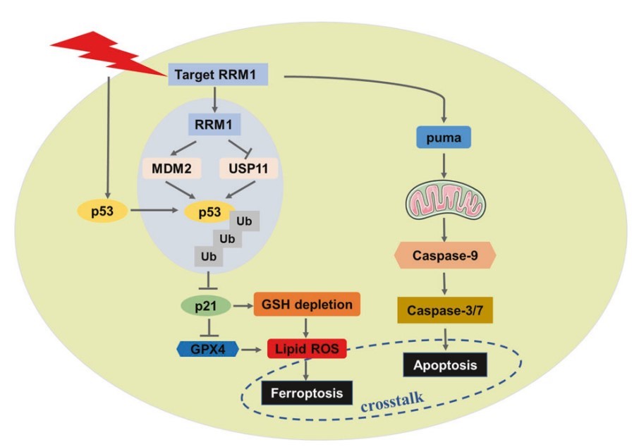 Schematic illustration of the proposed model: The mechanism of RRM1-mediated radiosensitization of cancer cells.
