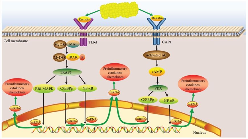 The potential proinflammatory role of resistin in the pathogenesis of osteoarthritis.