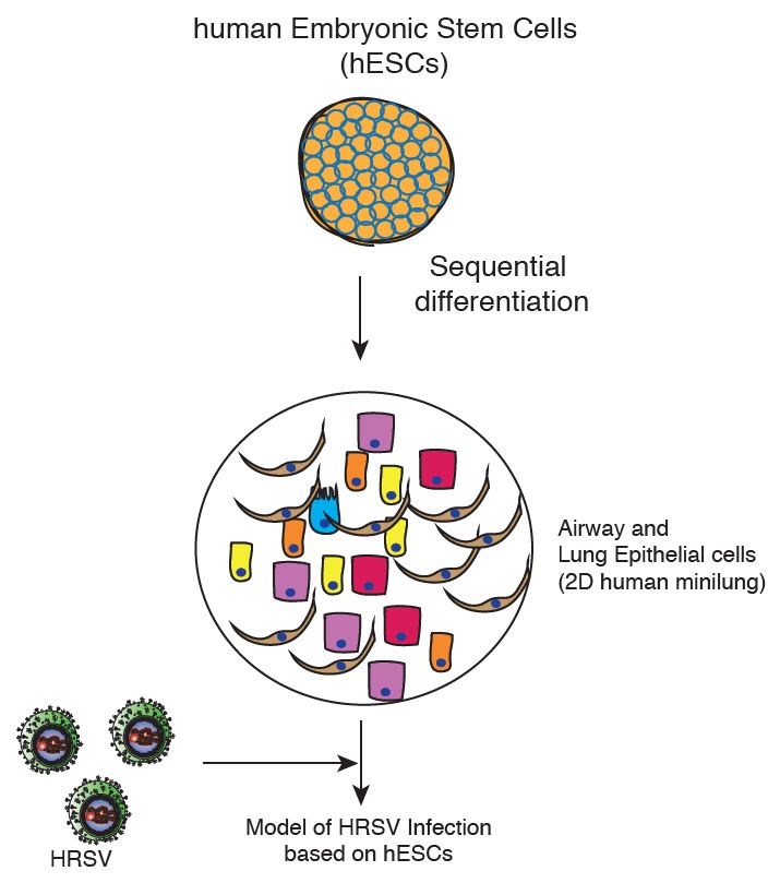 Model of HRSV infection based on hESCs.