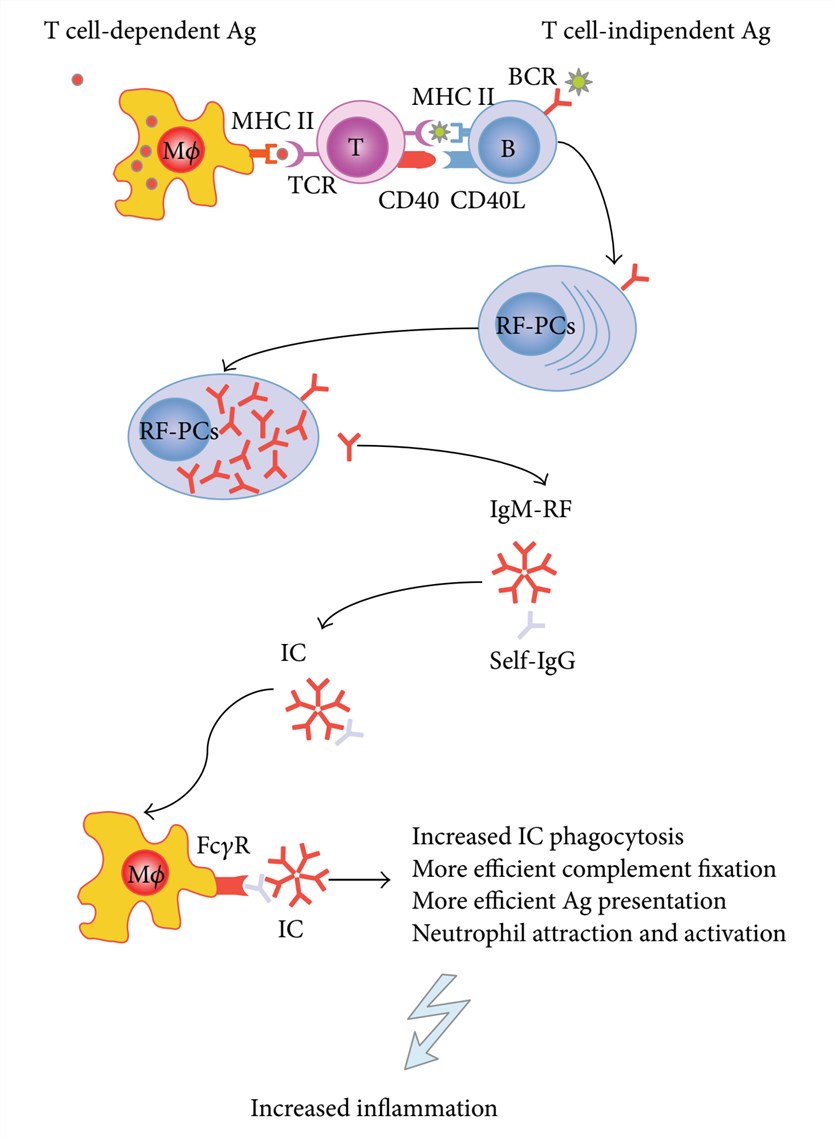 RFs play an important immunological role in RA.
