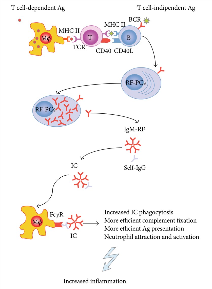 The immunological role of RFs in RA. (Ingegnoli, et al., 2013)