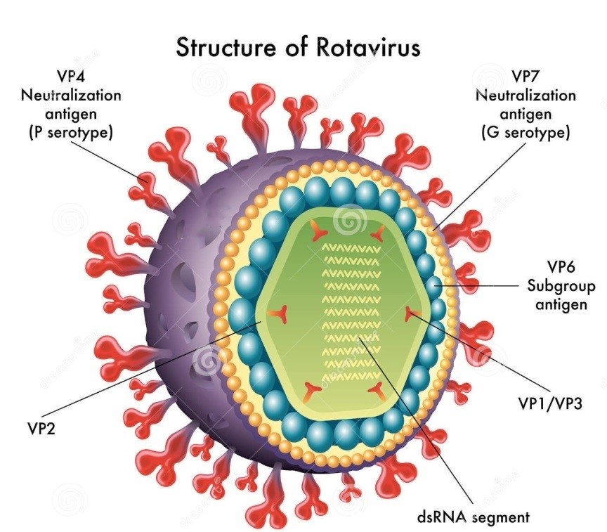 Structure of rotavirus.