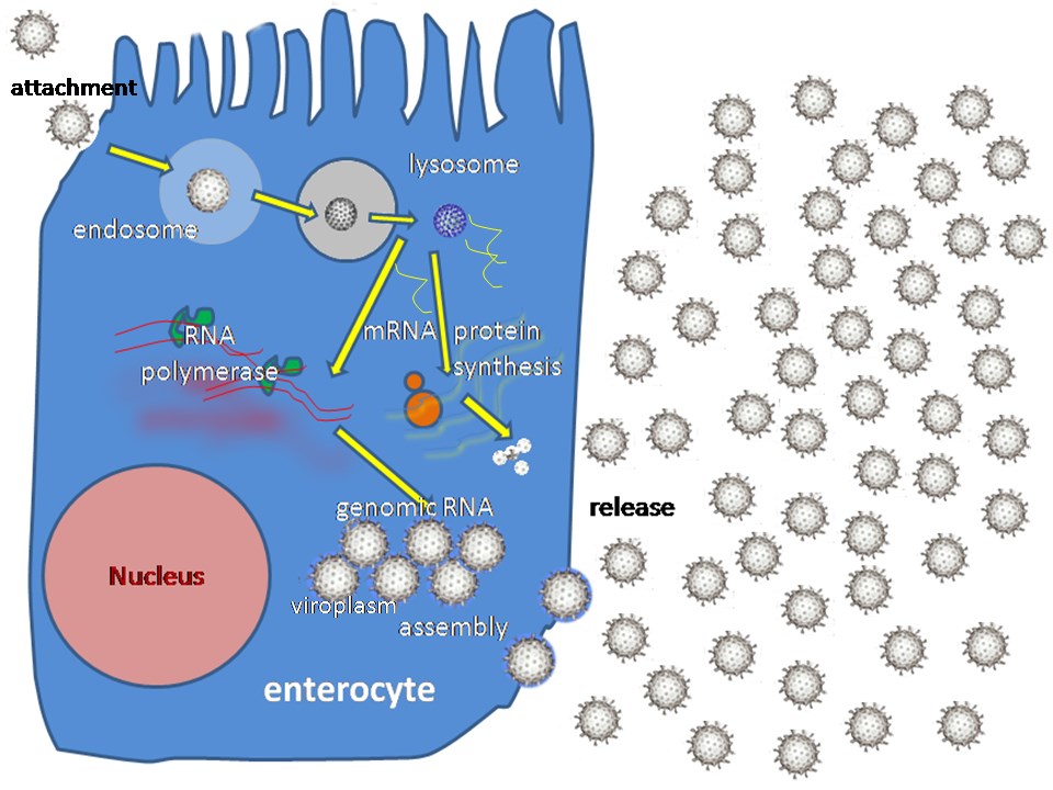 Fig.2 The replication cycle of rotavirus. (https://commons.wikimedia.org/wiki/File:Rotavirus_replication.png#mw-jump-to-license)