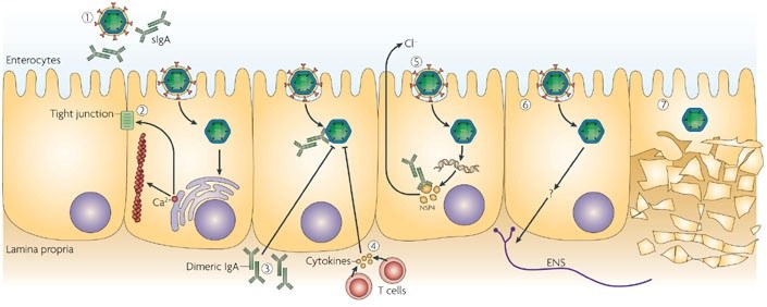 Potential mechanisms of rotavirus pathogenesis and immunity.