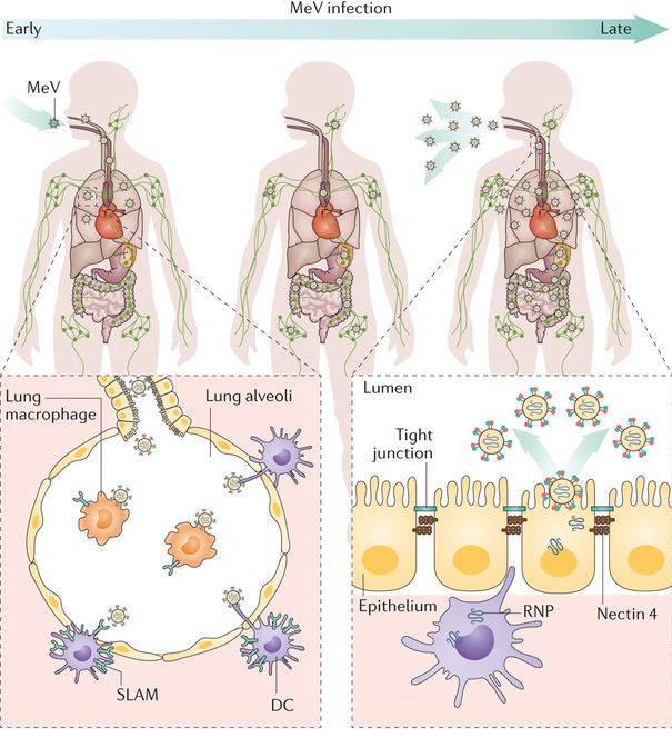 Measles virus infection and transmission