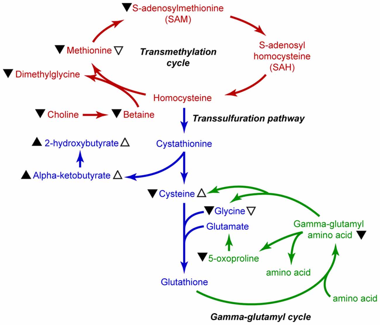 IVD Antibody Development Services for S-adenosylhomocysteine (SAH) Marker