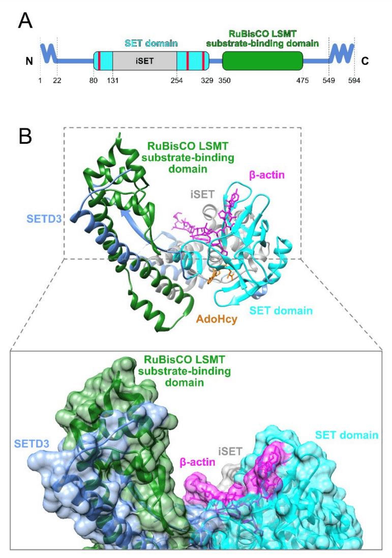 Predicting 3D structure of human SETD3.