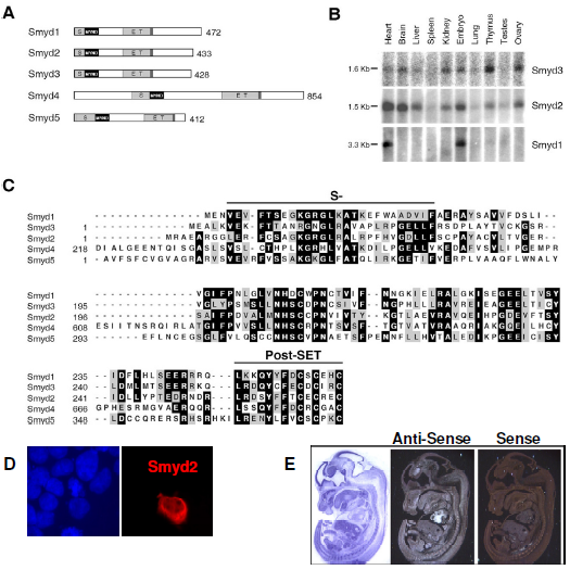 Alignment of the mammalian Smyd family proteins, and Smyd2 localization.