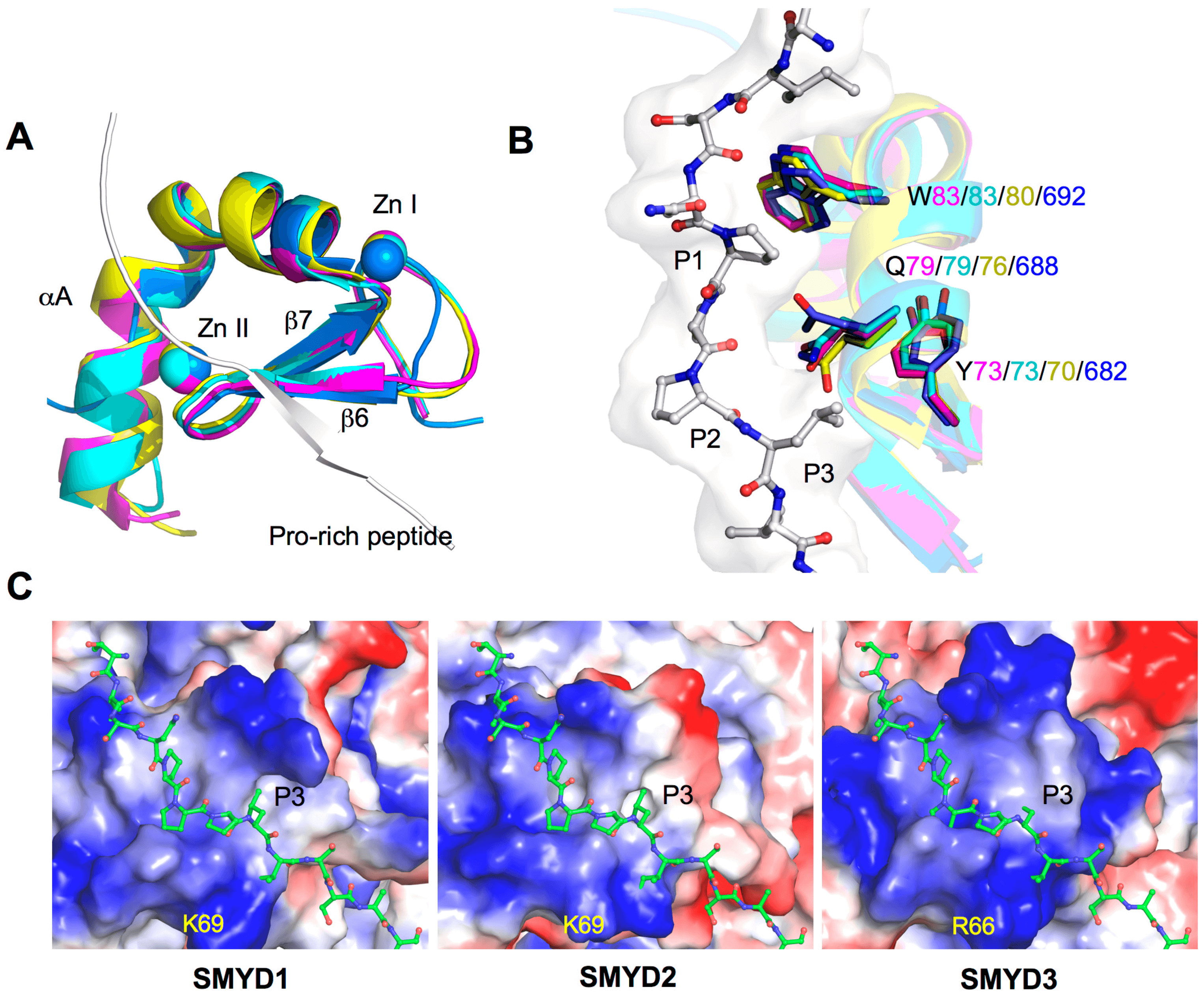 Structure of MYND domains. 