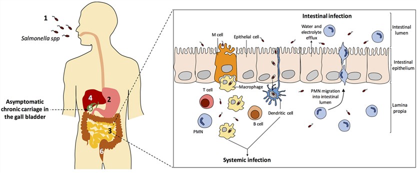 Salmonella spp. infection pathogenesis.