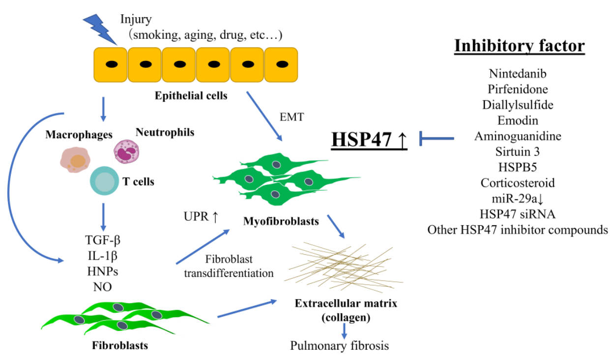 Fig.1 Relationship between HSP47 and pulmonary fibrosis, as well as reported factors directly or indirectly affecting HSP47 expression in pulmonary fibrosis.