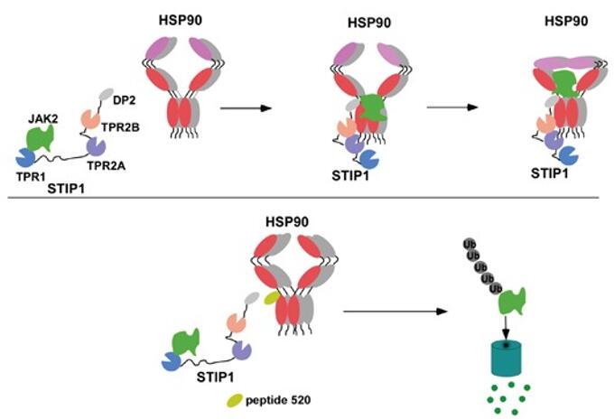 Model showing how the HSP90-STIP1 complex controls JAK2 kinase stability. 