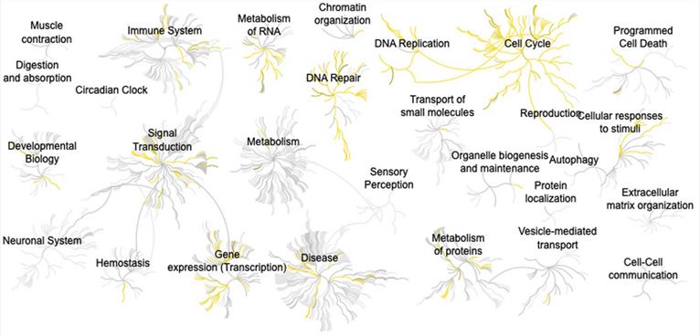 An overview of pathway analysis for genes co-expressed with BIRC5. Yellow depicts pathways containing genes co-expressed with BIRC5.