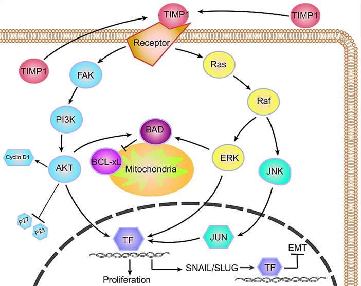 Summary of the processes mediating recovery from liver fibrosis and the mechanisms regulating HSC survival and apoptosis. 
