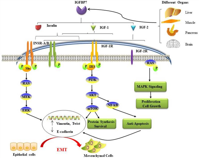 Fig.1 IGFBP7 pathways in cancer. (Jin, et al., 2020)