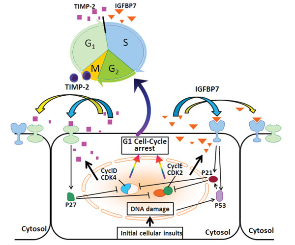 TIMP-2 is a key inducer of G1 cell cycle arrest.