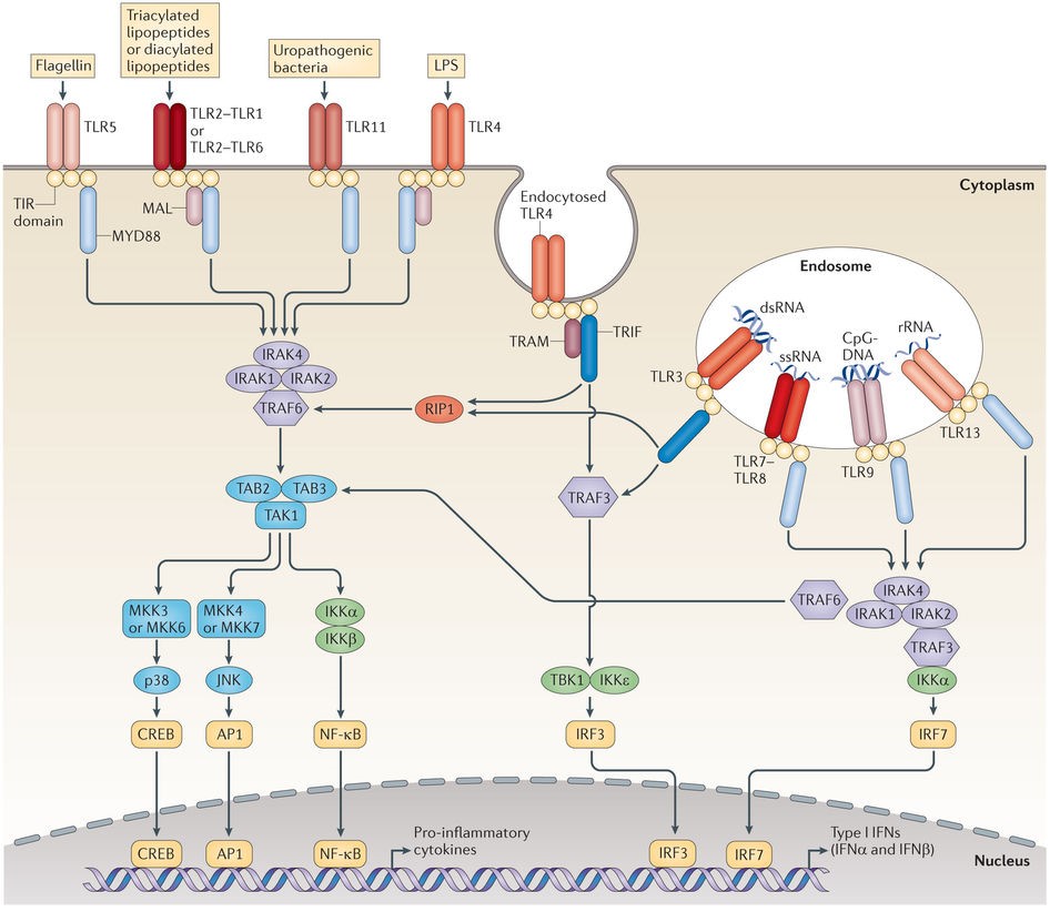Mammalian TLR signaling pathways.