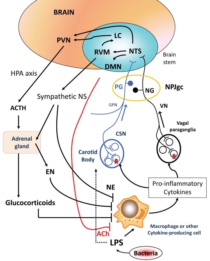 Proposed model for neural reflex control of inflammation during sepsis syndromes.