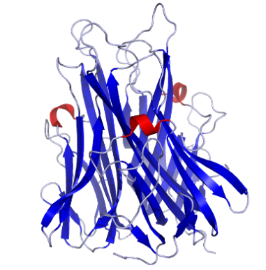 Fig.1 TNF-α structure. (https://commons.wikimedia.org/wiki/File:TNFa_Crystal_Structure.rsh.png)