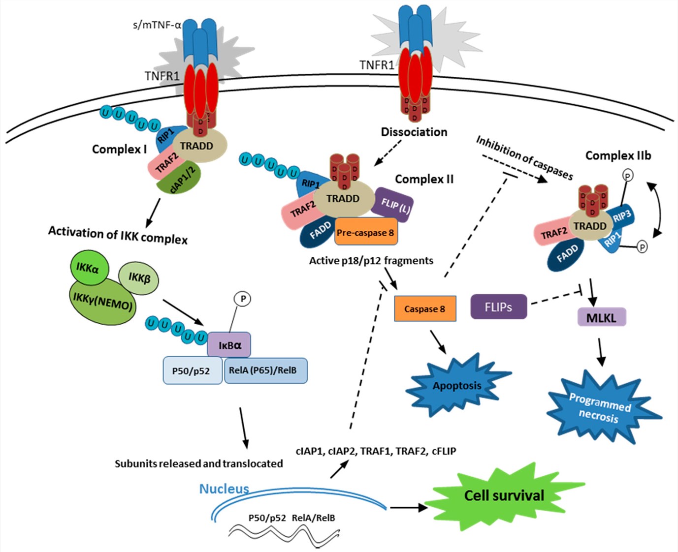 The trimeric TNF-α engagement of TNFR1 leads to cellular apoptosis or cell survival via the distinct complex signaling pathways. 