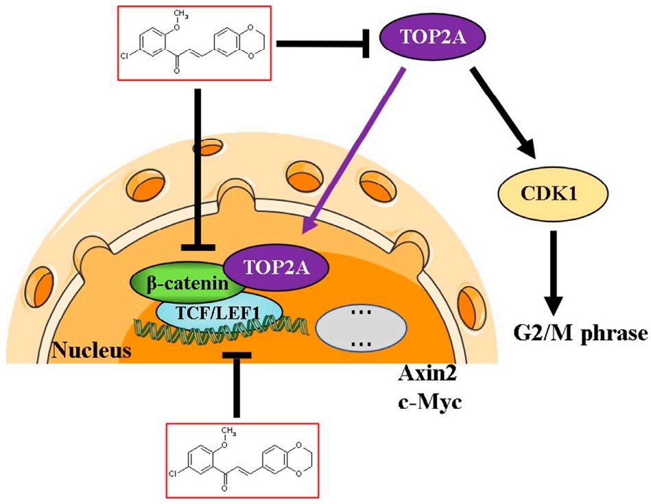 Potential mechanism of chalcone derivative CX258 suppresses colorectal cancer by inhibiting the TOP2A/Wnt/β-catenin signaling.